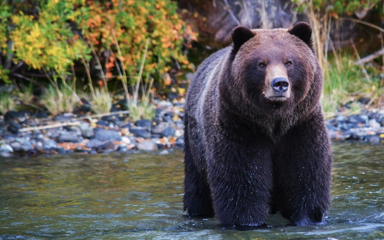 Grizzly Bear Tours and Bear Viewing - British Columbia | The